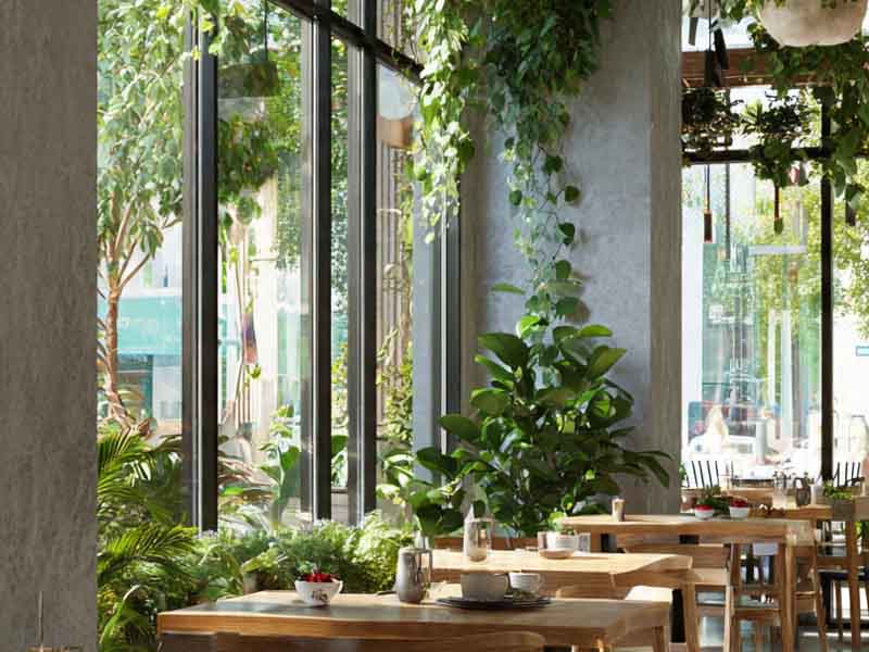 Healthy Café Revolution